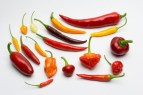Pimientos picantes