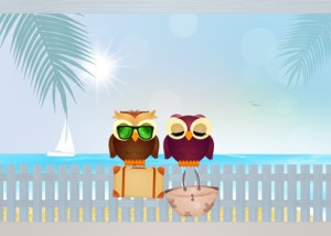 owls couple on summer holidays